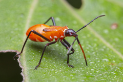 Dysdercus decussatus