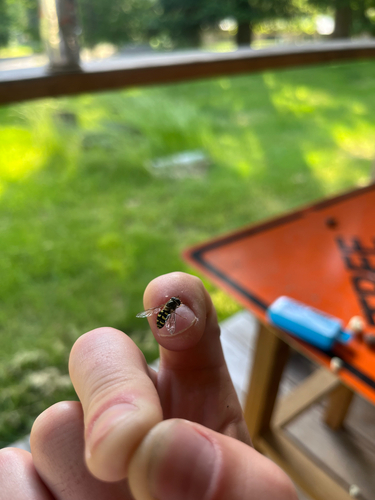 Unknown species found near Idaho County, US-ID, US