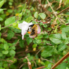 Bombus pascuorum