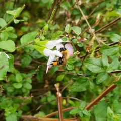 Bombus pascuorum