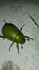 Chrysina psittacina