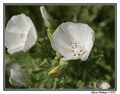 Eremalche parryi kernensis