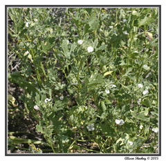 Eremalche parryi kernensis