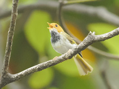Rufous-Faced Warbler photo 5