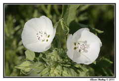 Eremalche parryi kernensis