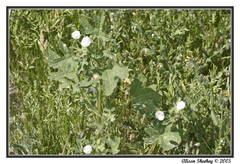 Eremalche parryi kernensis