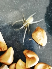 Enoplognatha ovata
