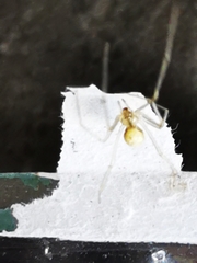 Enoplognatha ovata