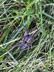 Alopecosa inquilina