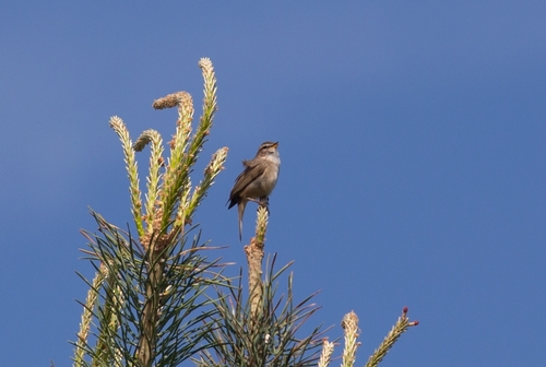Dusky Warbler (Phylloscopus fuscatus), photo 8