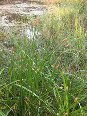 Eleocharis montevidensis