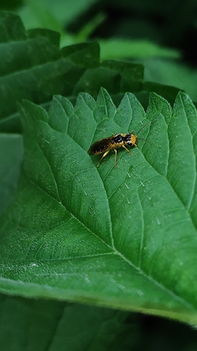 Pamphilius marginatus