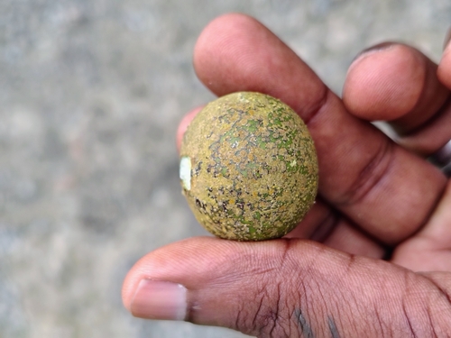 meskerekur (Shirakiopsis indica)