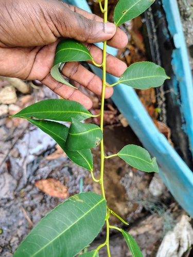 Shirakiopsis indica, photograph 1