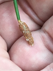 Eleocharis montevidensis