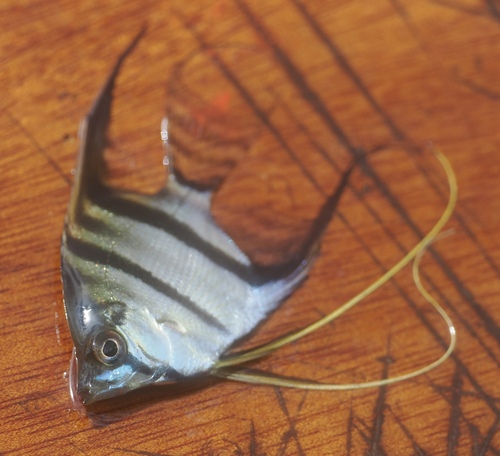 Freshwater angelfish (Pterophyllum scalare) — Cichlidae — 3