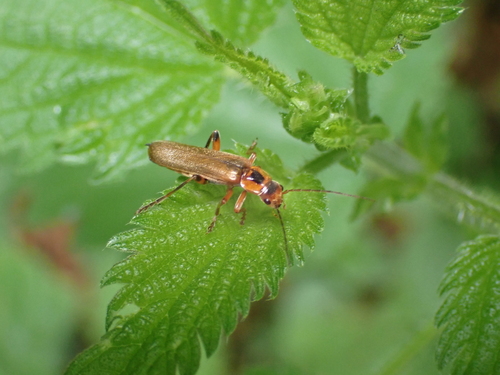 Metacantharis discoidea