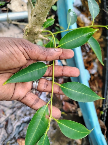 Shirakiopsis indica, photograph 2