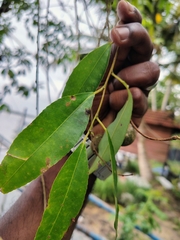 Shirakiopsis indica, photograph (c) renjus box, some rights reserved (CC BY)