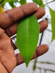Shirakiopsis indica, photograph (c) renjus box, some rights reserved (CC BY)