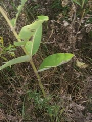 Asclepias syriaca