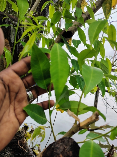 Shirakiopsis indica, photograph 6