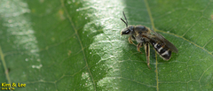Leuchalictus