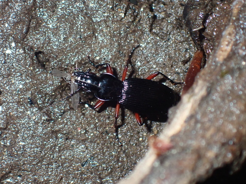 Pterostichus hagenbachii