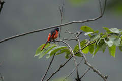 Pericrocotus ethologus