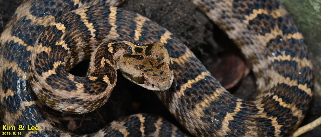 Central Asian Pitviper