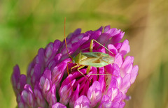 Adelphocoris