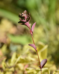 Polygonum polygaloides kelloggii