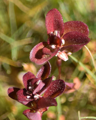 Polygonum polygaloides kelloggii