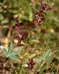 Polygonum polygaloides kelloggii