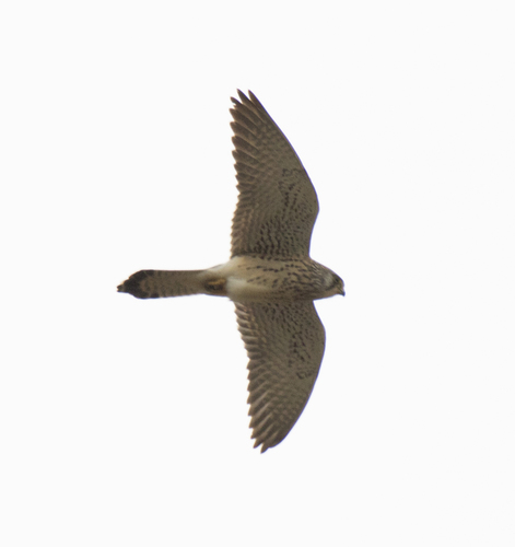 Cernícalo primilla (Falco naumanni)