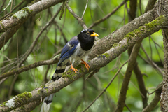 Urocissa flavirostris