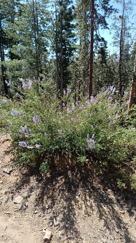 Ceanothus parvifolius, photograph 1