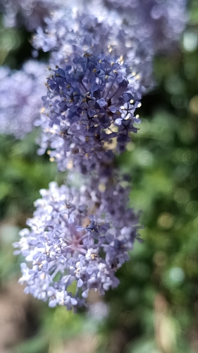 Ceanothus parvifolius, photograph 2