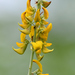 Crotalaria pallida obovata - Photo (c) Liu JimFood,  זכויות יוצרים חלקיות (CC BY-NC), הועלה על ידי Liu JimFood