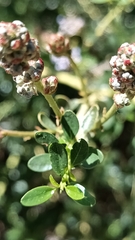 Ceanothus parvifolius, photograph (c) Michael A. Thaibinh, some rights reserved (CC BY)