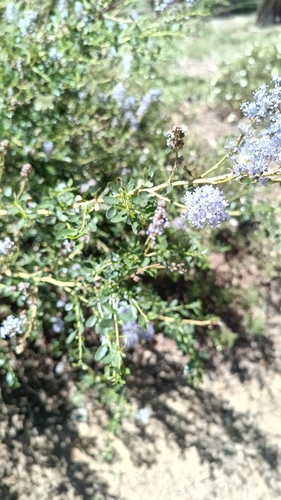 Ceanothus parvifolius, photograph 4