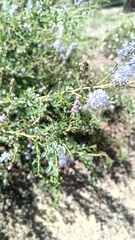 Ceanothus parvifolius, photograph (c) Michael A. Thaibinh, some rights reserved (CC BY)