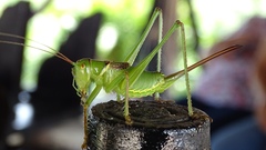 Neobarrettia sinaloae