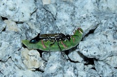 Eremnophila