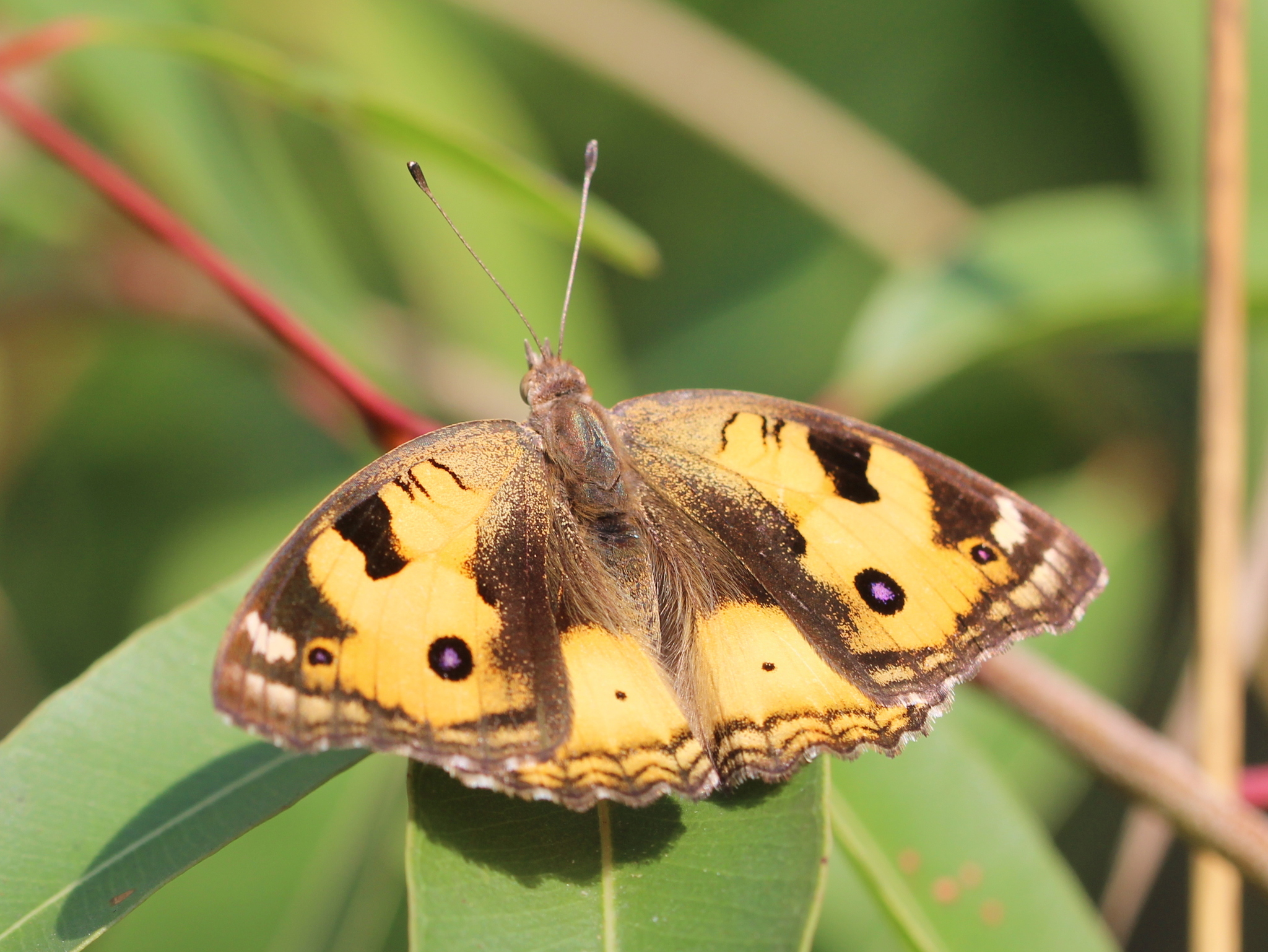 Yellow Pansy