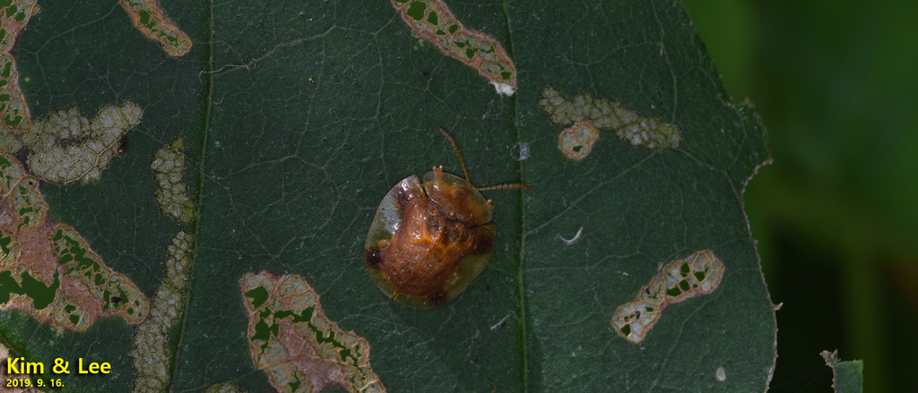 Thlaspida lewisii
