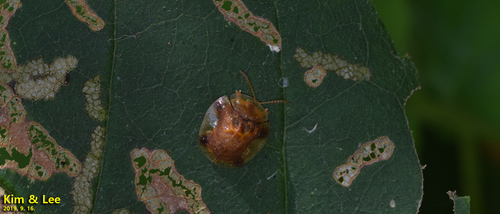 Thlaspida lewisii