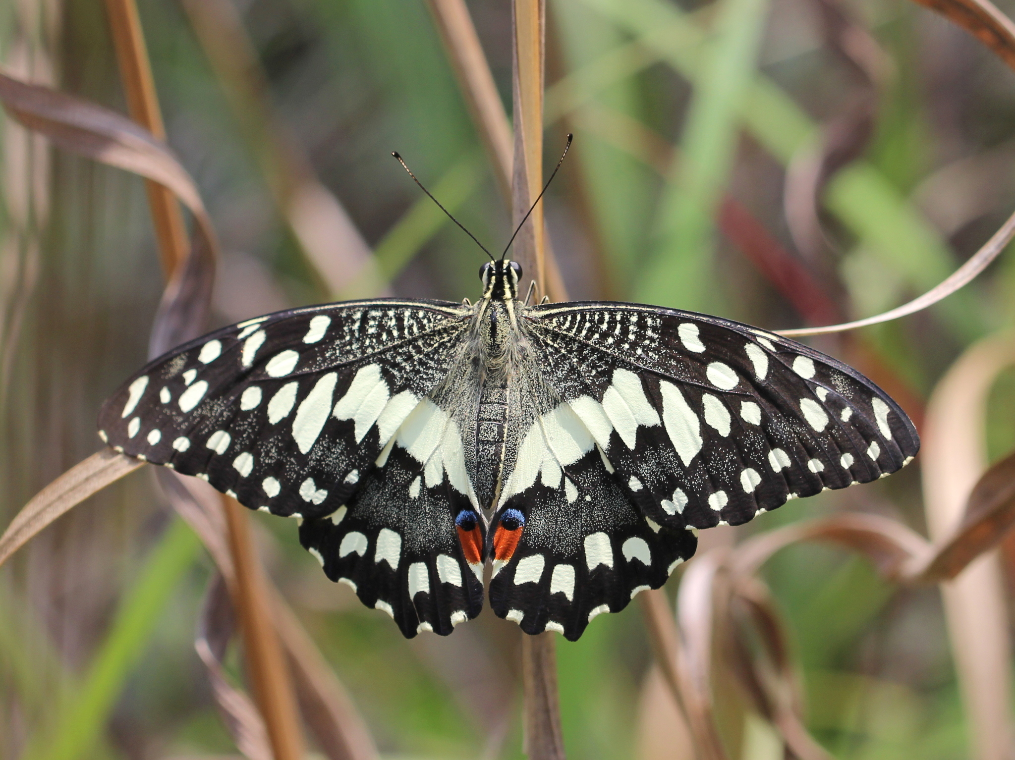 Lime Swallowtail