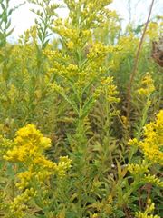 Solidago