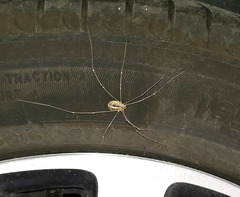 Cosmobunus granarius